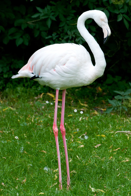 Flamingo im Hochformat