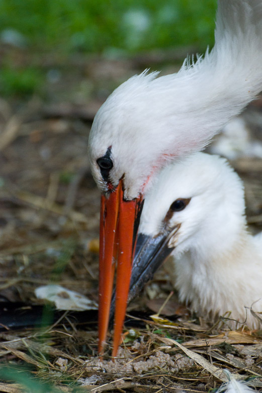 Storch im Nest im Hochformat