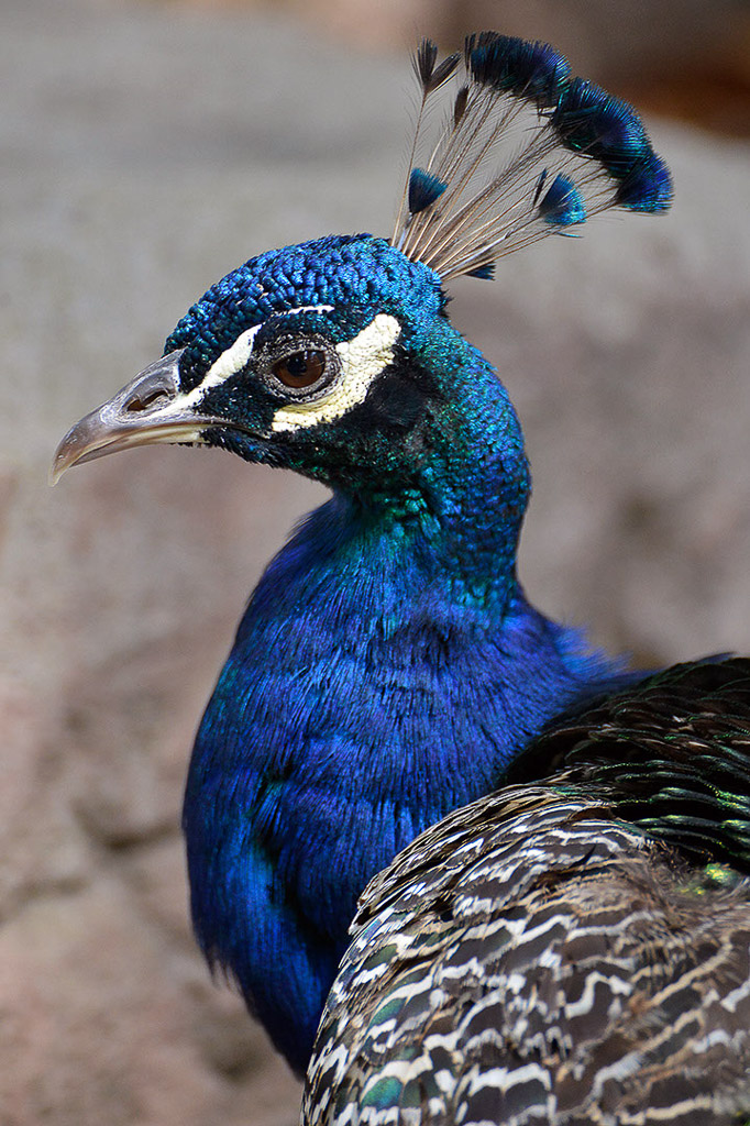 Pfau mit blauem Gefieder