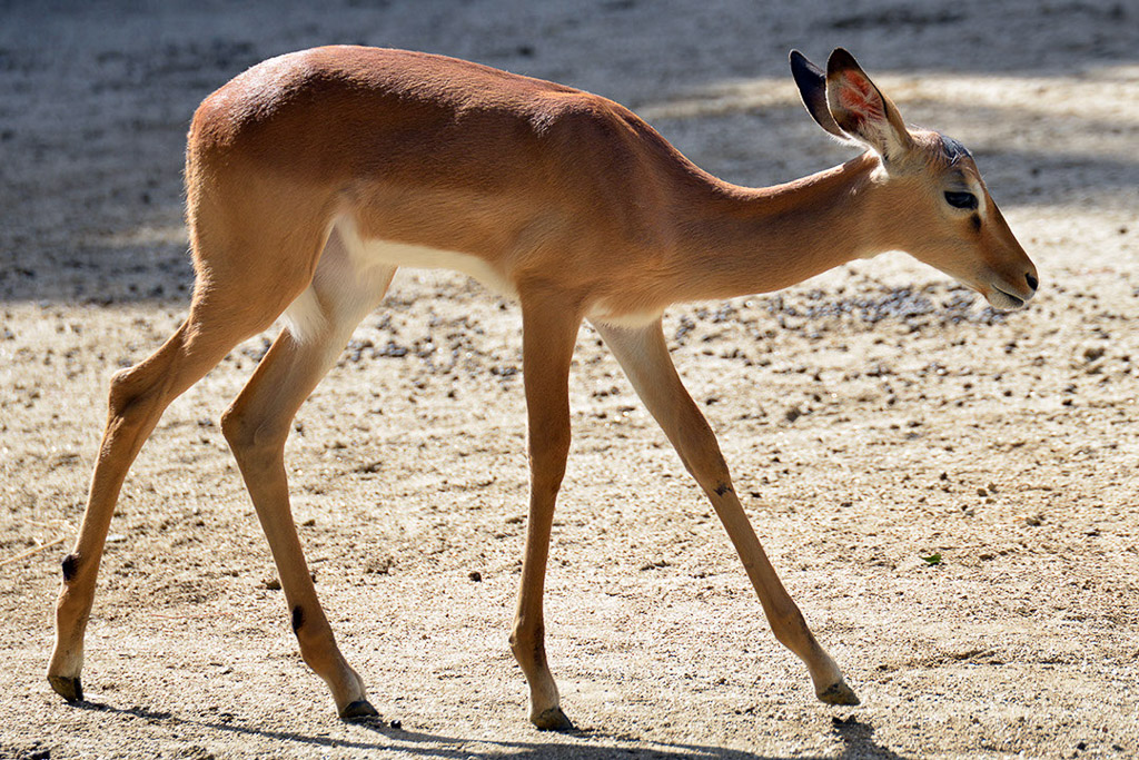 Impala im Gehege