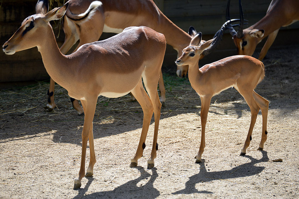 Impalas mit Jungtieren