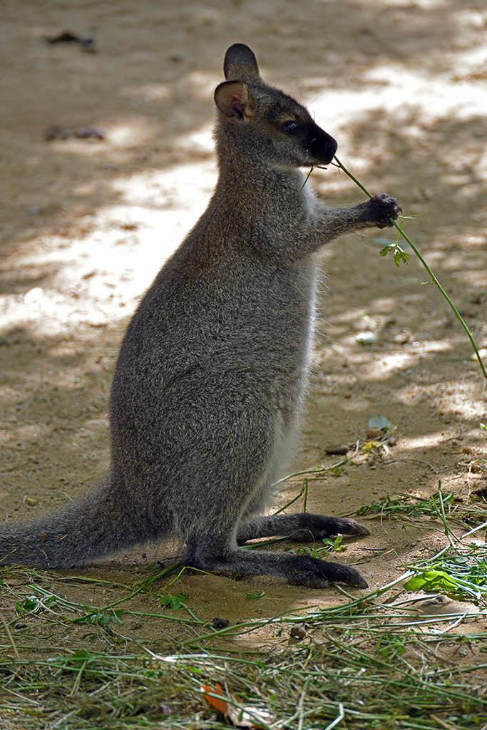 Känguru im Schatten