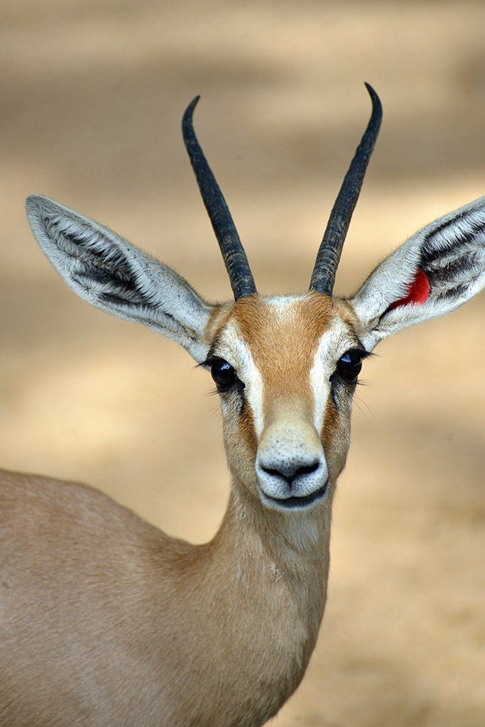 Gazelle im Porträt