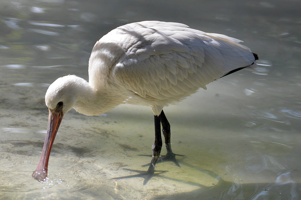 Löffler im flachen Wasser