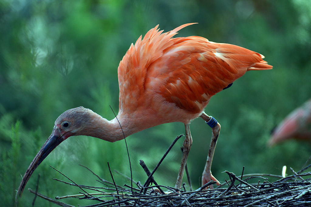 Roter Ibis auf einem Nest
