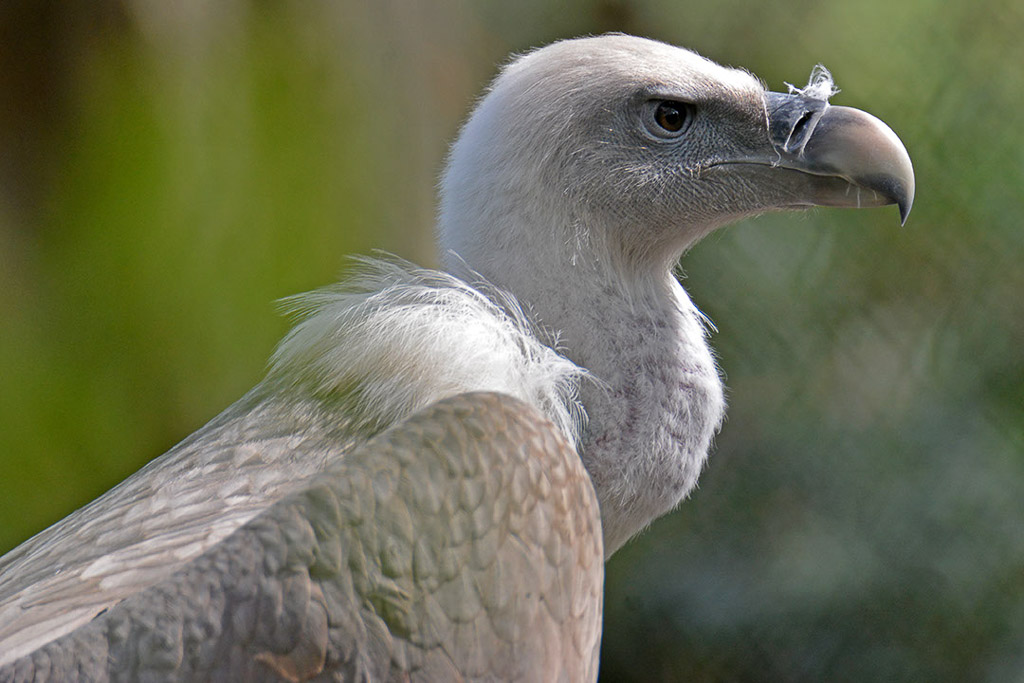 Gänsegeier im Porträt