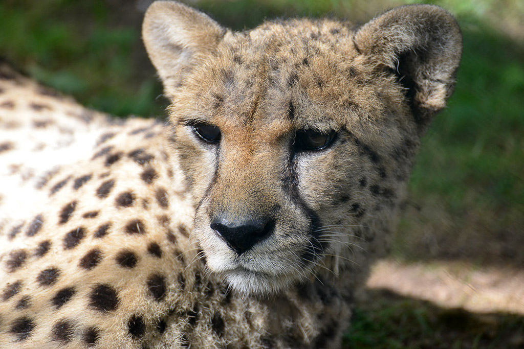 Gepard im Porträt