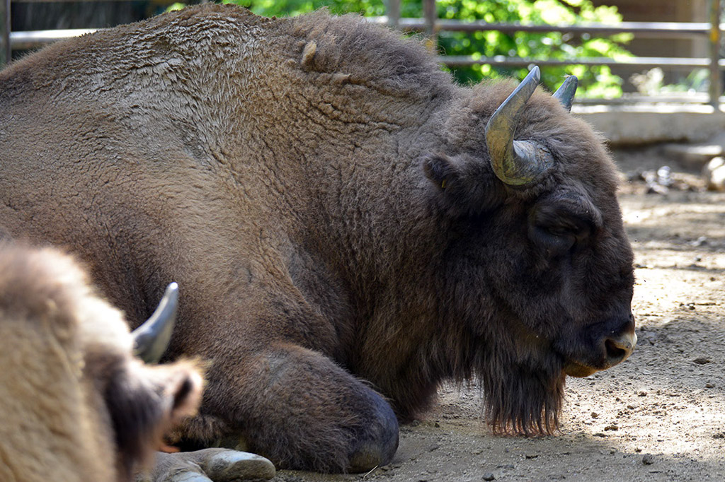 Wisent liegt auf dem Boden