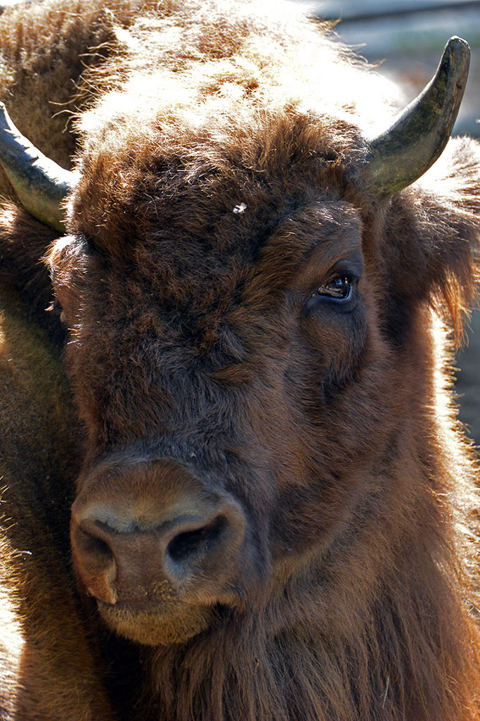 Wisent im Porträt
