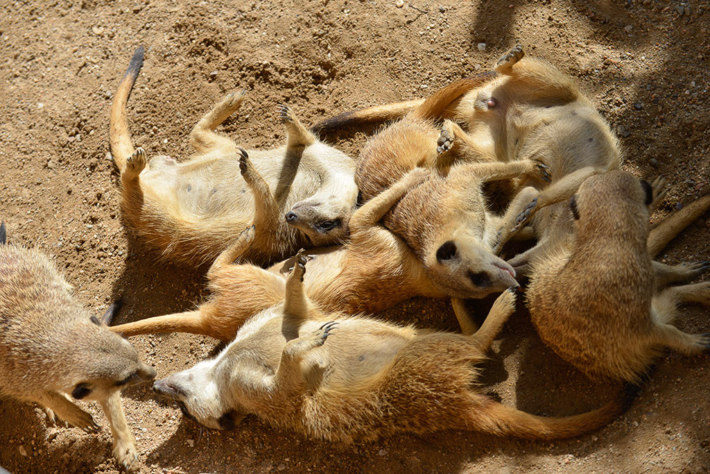 Erdmännchen in der Gruppe im Sand