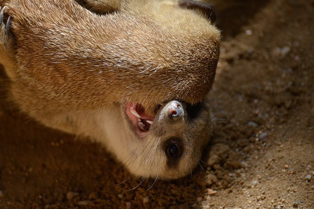 Erdmännchen in Nahaufnahme