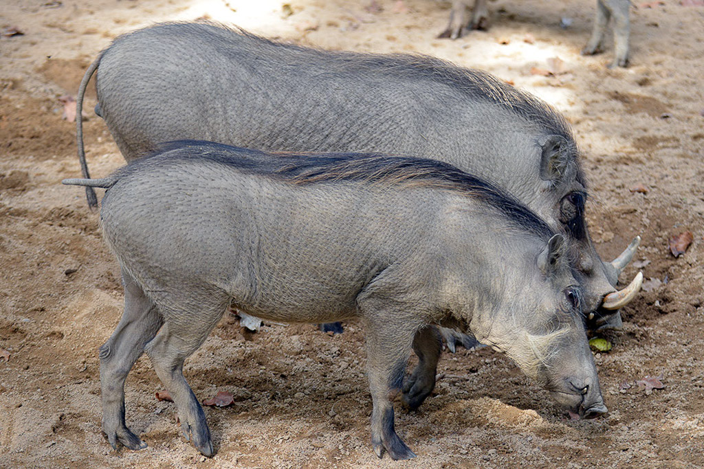 Warzenschweine im Gehege
