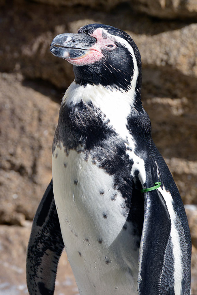 Humboldt-Pinguin
