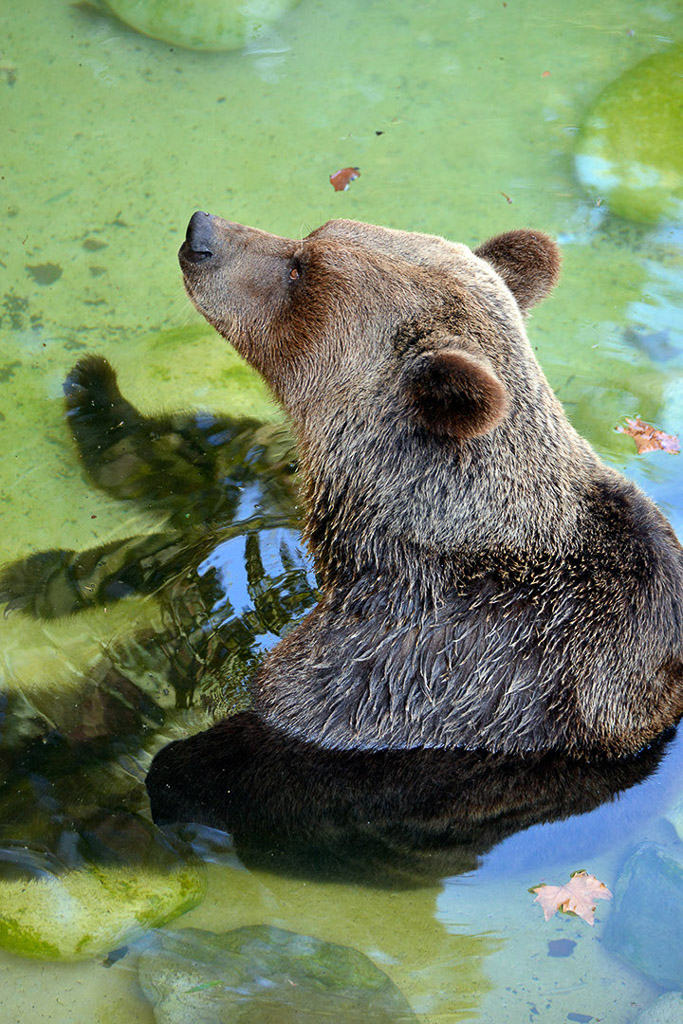 Bärenjunges im Wasser