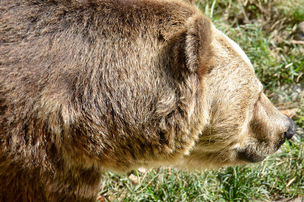 Braunbär im Porträt