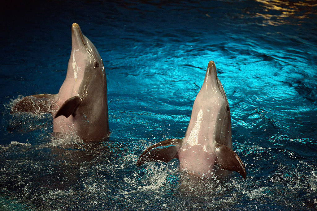 Zwei Delfine im Wasser