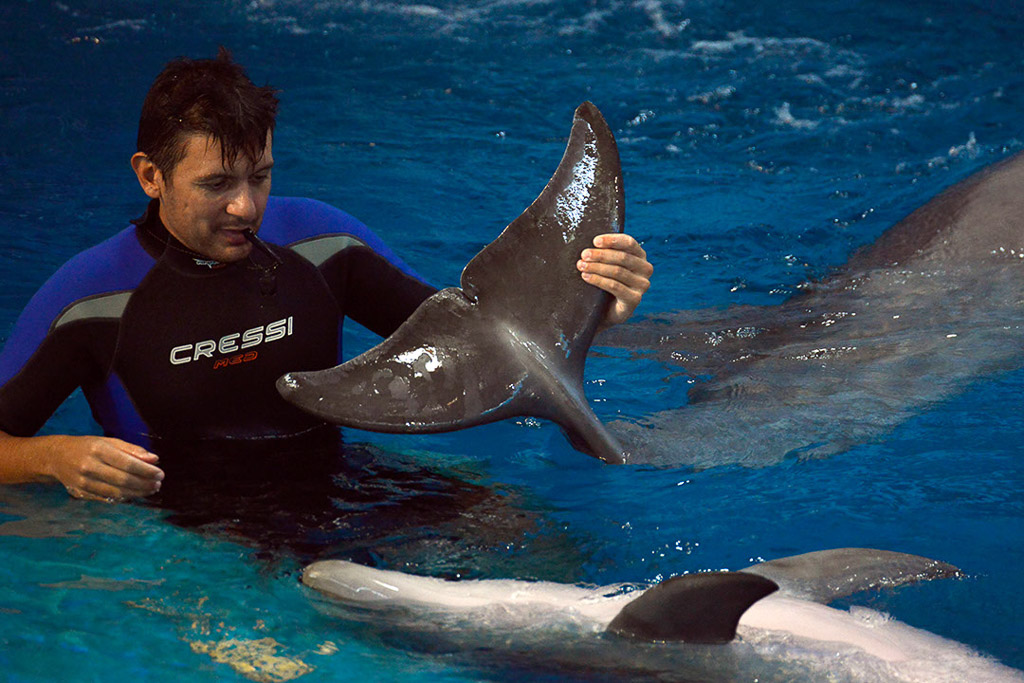 Trainer mit Delfinen im Becken