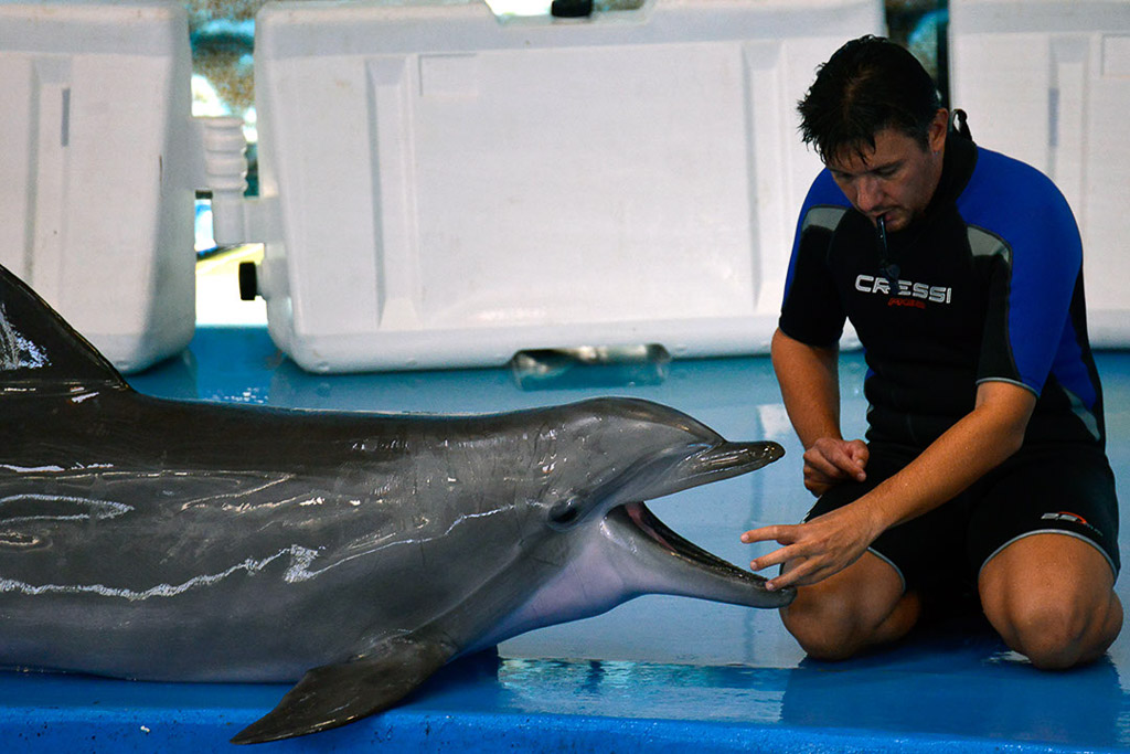 Delfin mit Trainer am Beckenrand