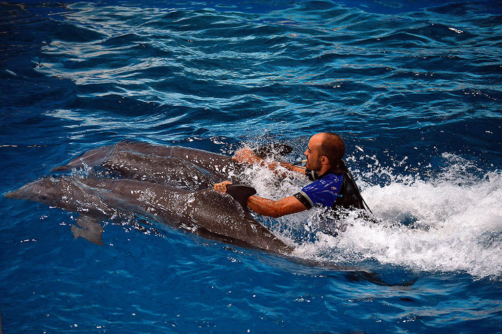 Trainer reitet im Wasser auf einem Delfin
