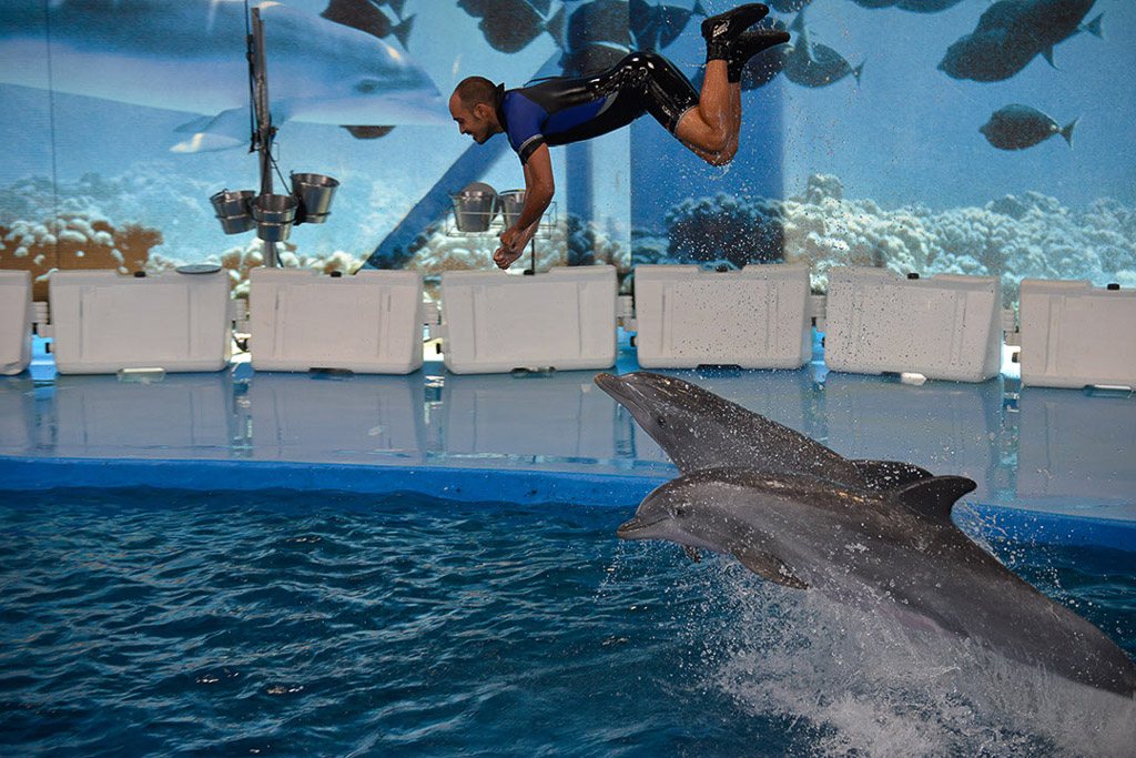 Delfinshow im Becken