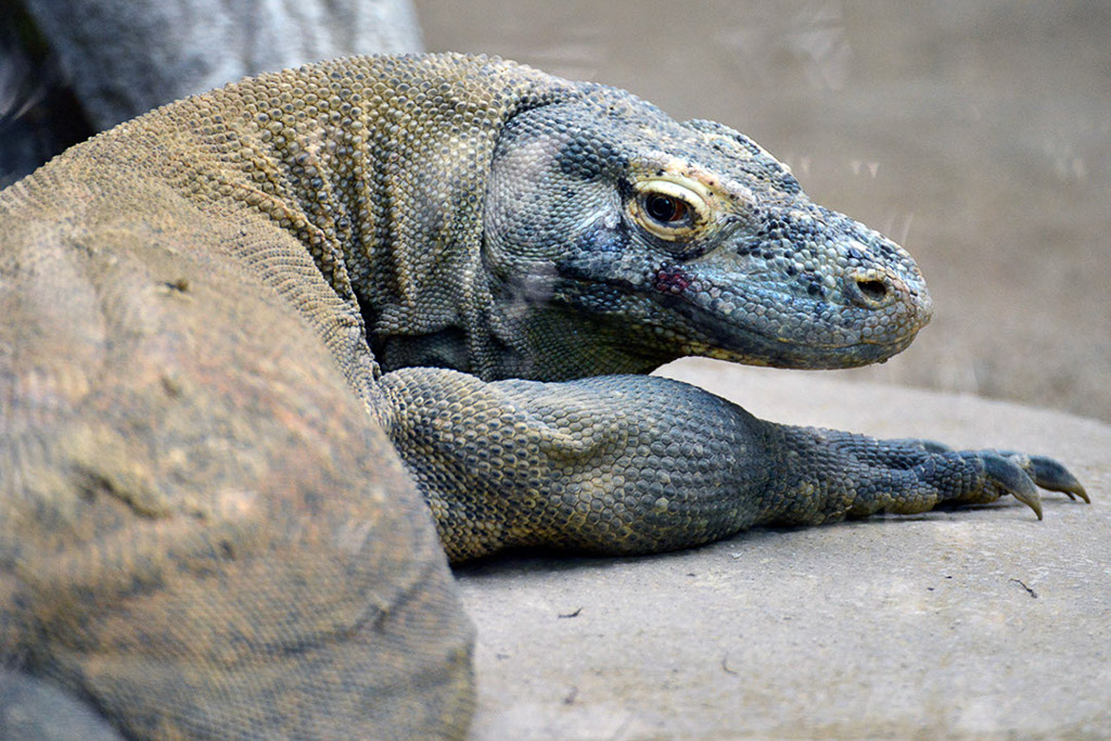 Komodowaran auf dem Boden