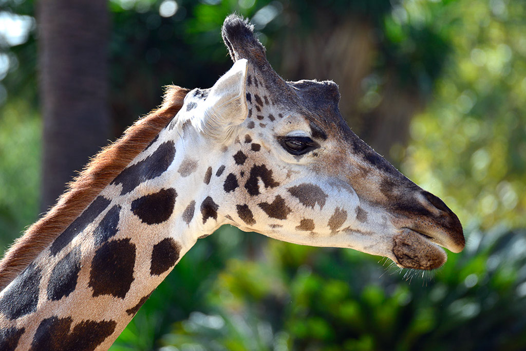 Giraffe im Porträt
