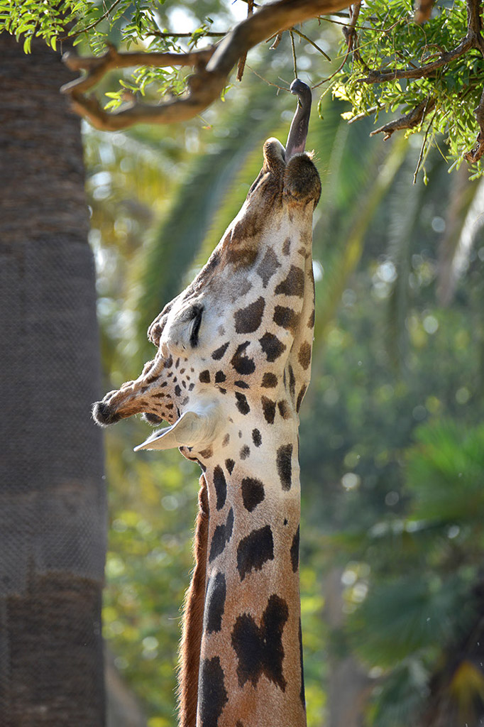 Giraffe im Hochformat