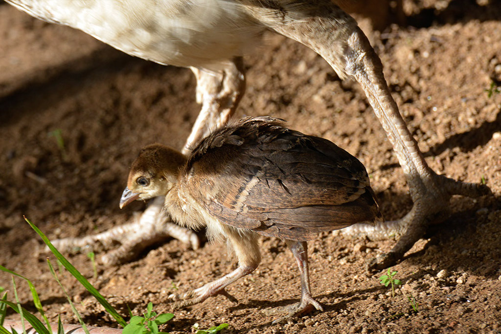 Vogel mit Küken im Sand