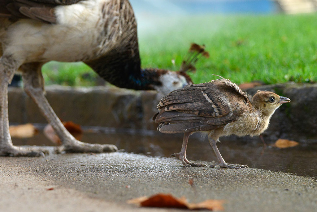 Wasservögel mit Küken am Becken