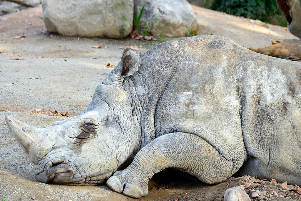 Nashorn ruht auf dem Boden