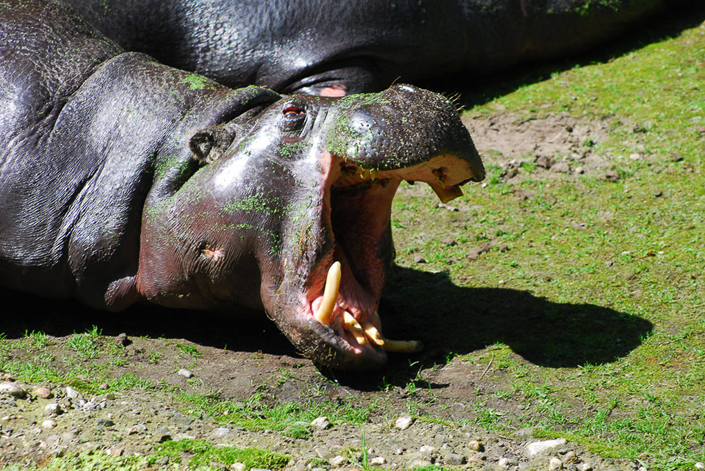 Flusspferd mit offenem Maul