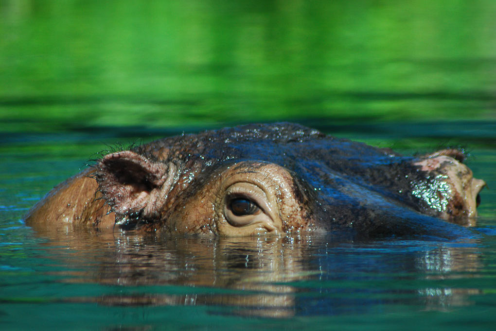 Flusspferd im Wasser