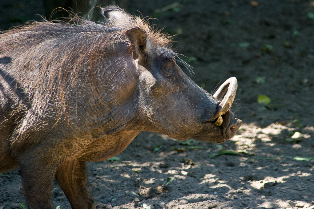 Warzenschwein