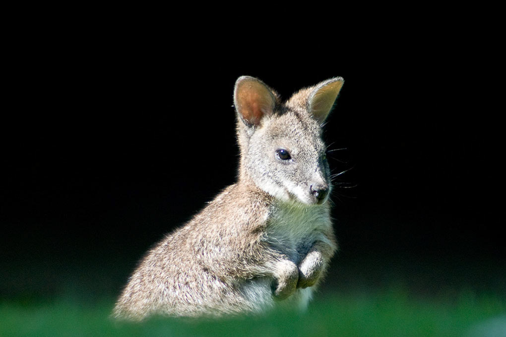 Wallaby auf der Wiese