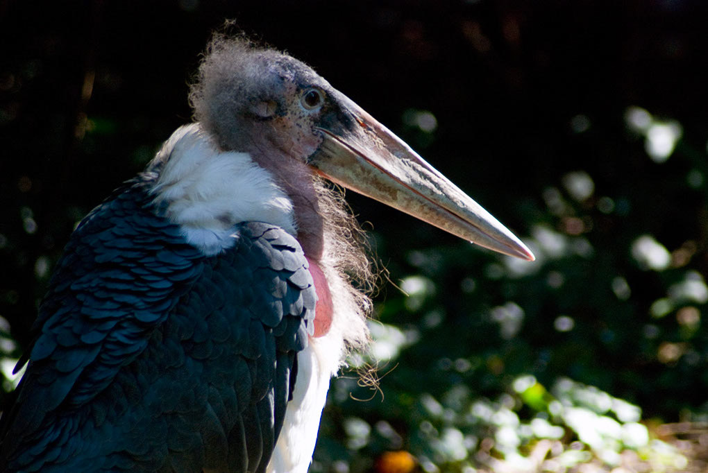 Marabu im Porträt