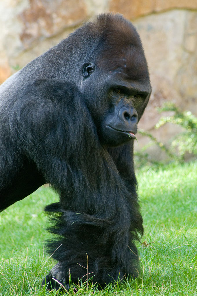 Gorilla im Hochformat