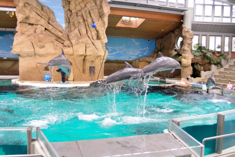 Delfin im Delfinarium