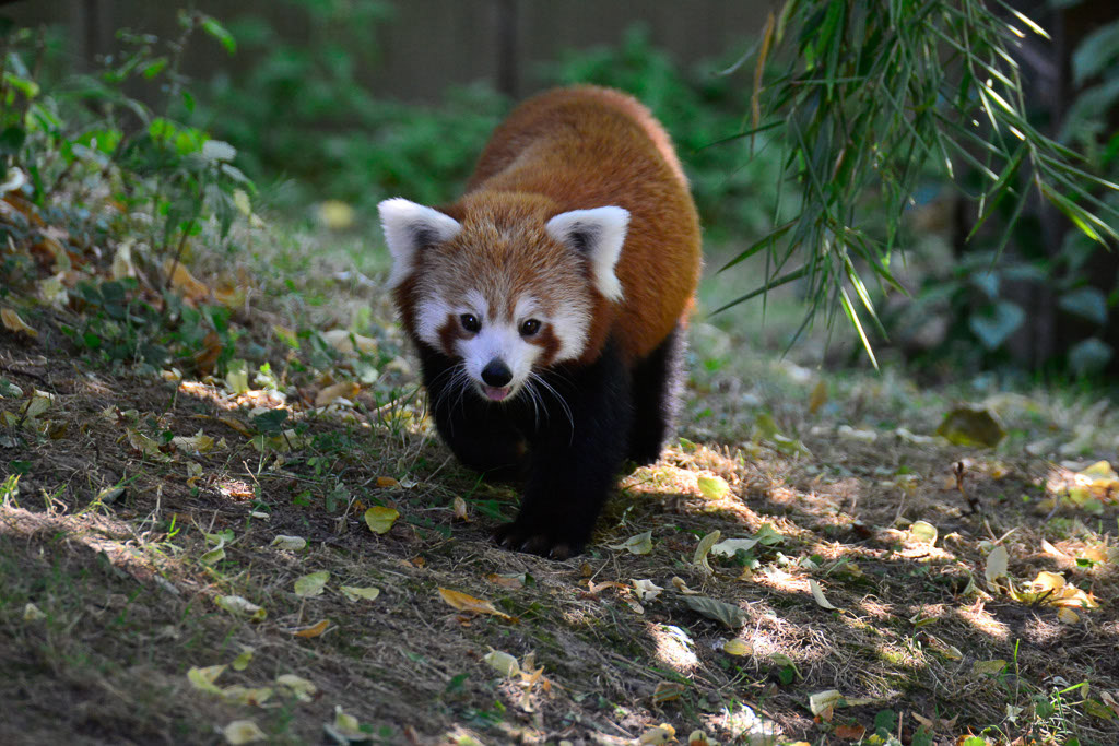 Roter Panda