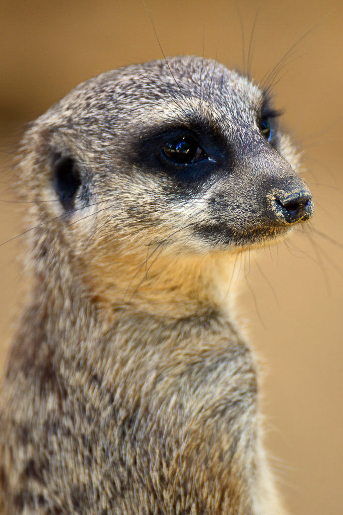 Erdmännchen im Porträt im Hochformat