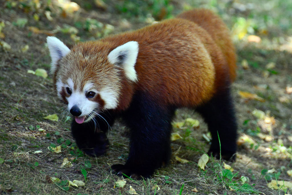 Roter Panda