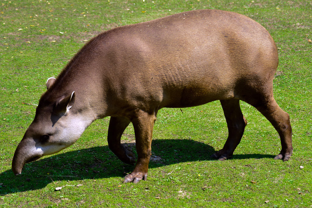 Tapir
