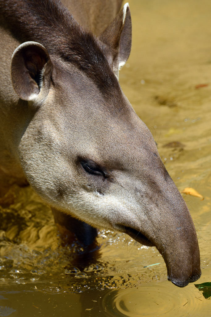 Tapir im Porträt im Hochformat