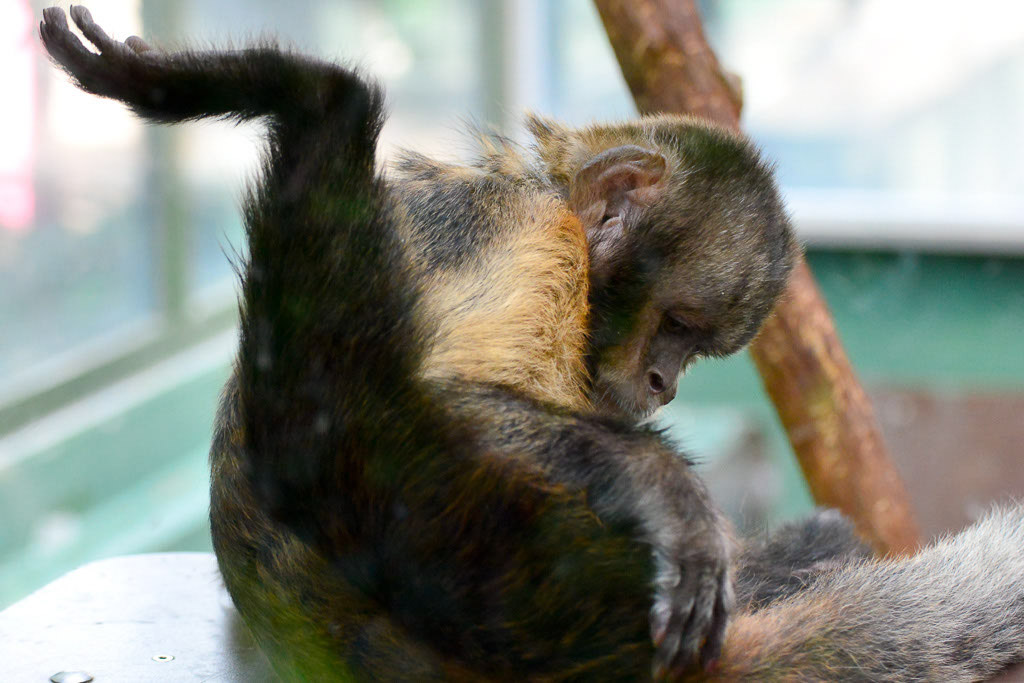 Affe