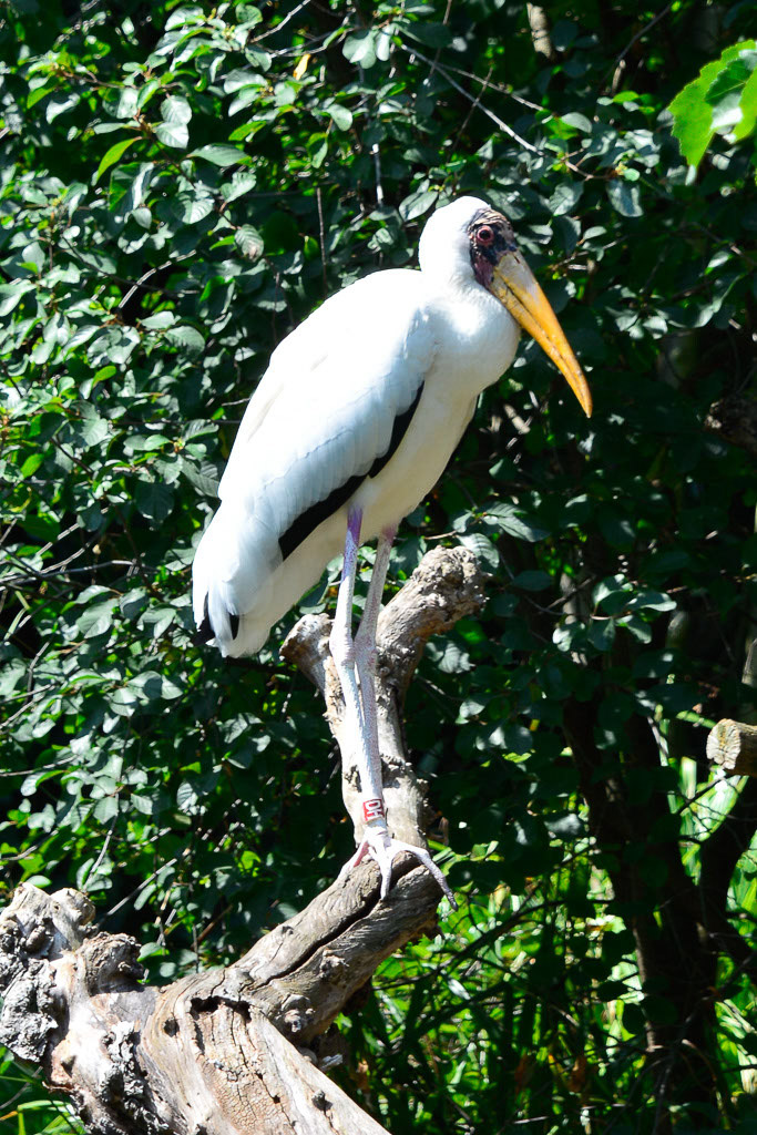 Storch im Hochformat