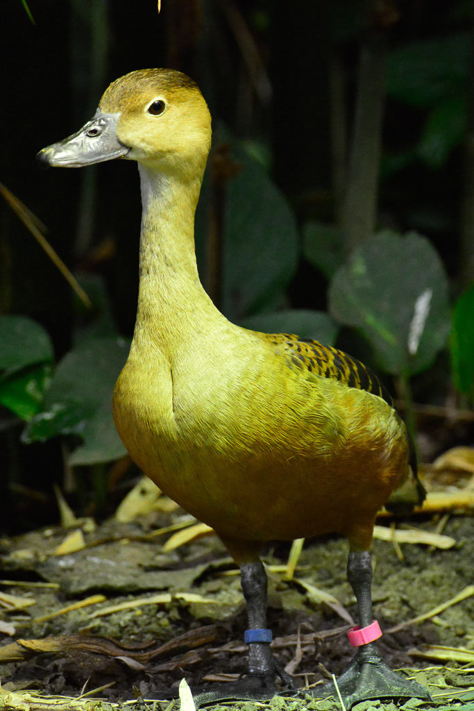 Ente im Hochformat