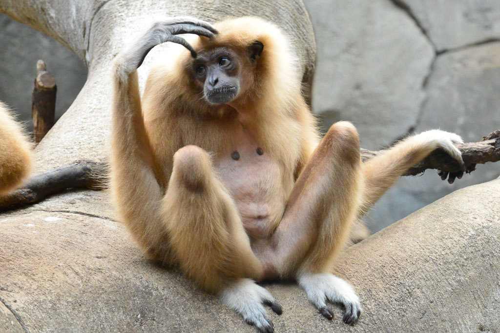 Gibbon