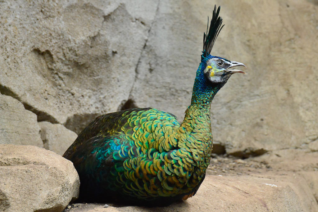 Pfau-Fasan