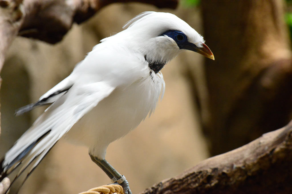 Vogel mit weißem Gefieder