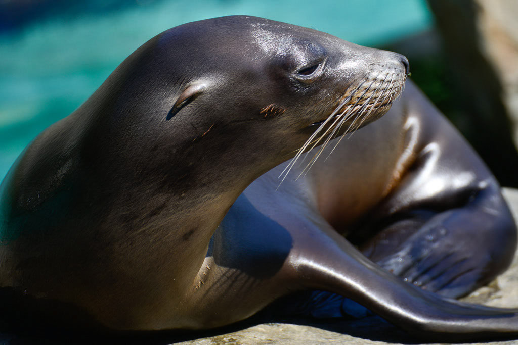 Seelöwe