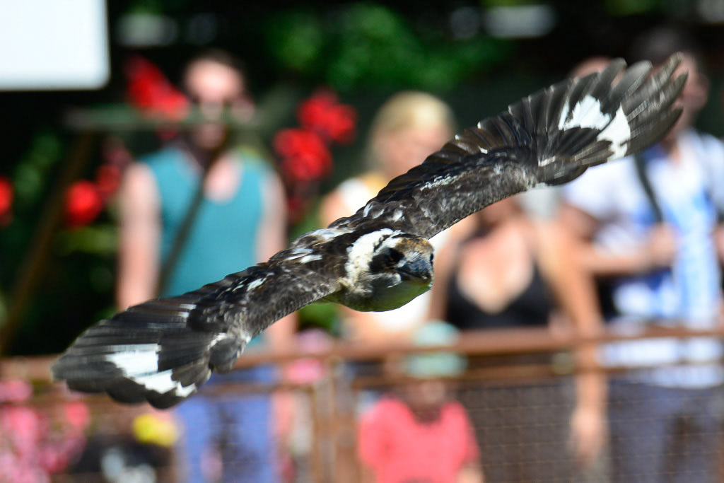 Greifvogel im Flug über Besuchern
